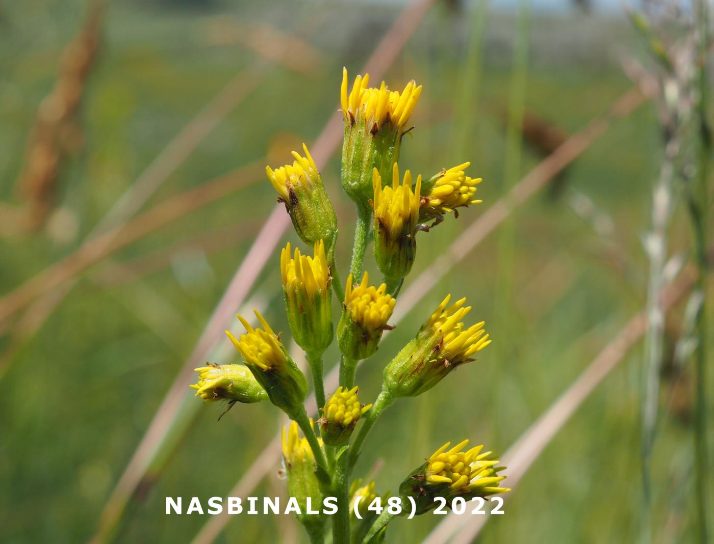 Ragwort, Broad-leaved flower